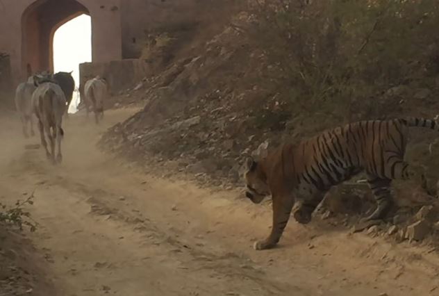 Clip: Hổ dữ ngang nhiên bắt trộm bò trước mặt nhiều người