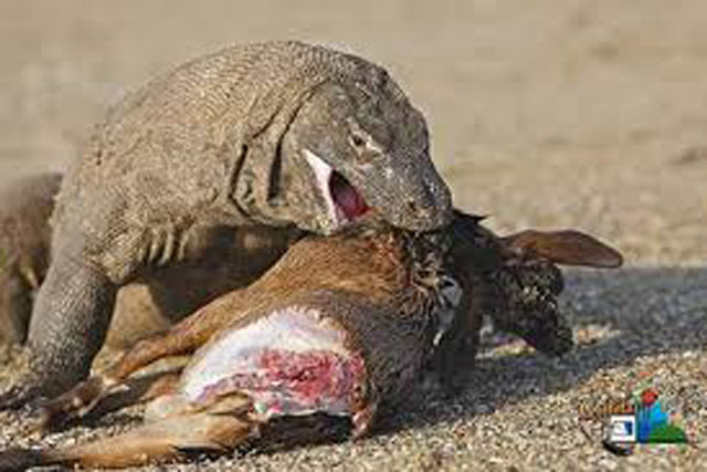 Clip: Những pha săn mồi đáng sợ của rồng Komodo