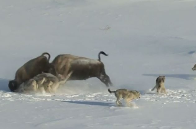 Clip: Bò xạ hương ngốc nghếch vô tình tiếp tay để sói giết con