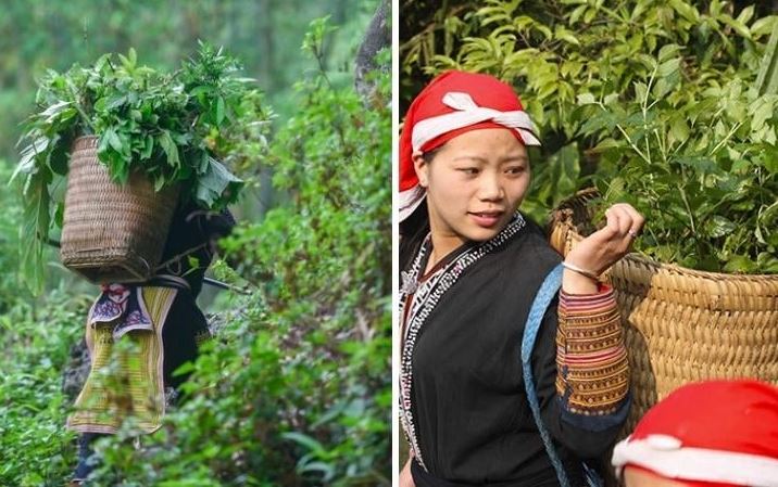 Bài thuốc lá tắm dân gian của người Dao đỏ với muôn vàn lợi ích cho sức khỏe