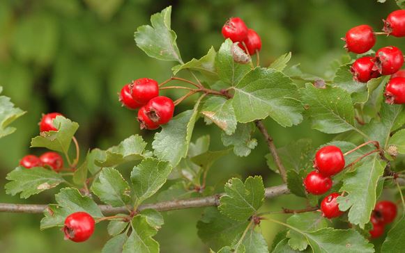 ‘Thần dược’ tự nhiên giúp ngừa máu đông, kiểm soát huyết áp