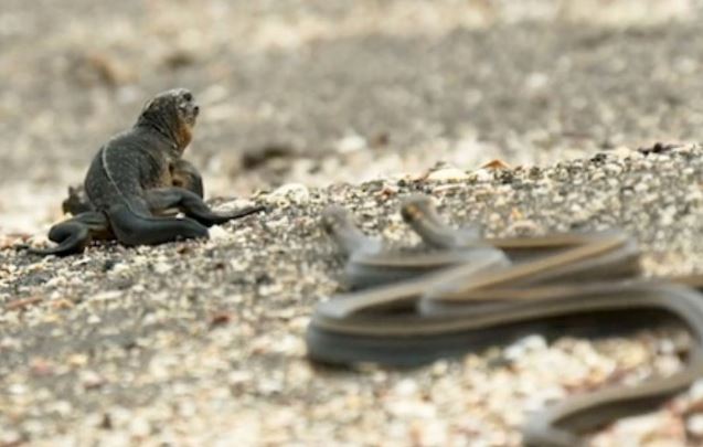 Clip: Bị hàng chục rắn độc truy sát, cự đà vẫn thoát chết ngoạn mục