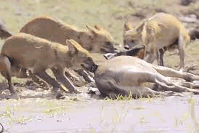 Clip: Nai tử chiến kinh hoàng với chó hoang