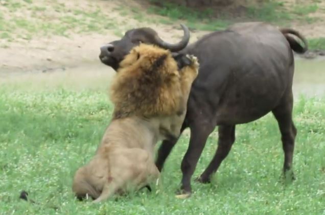 Clip: 5 pha săn trâu rừng tuyệt đỉnh của sư tử