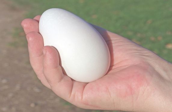 Tại sao ăn trứng ngỗng tốt cho phụ nũ mang thai