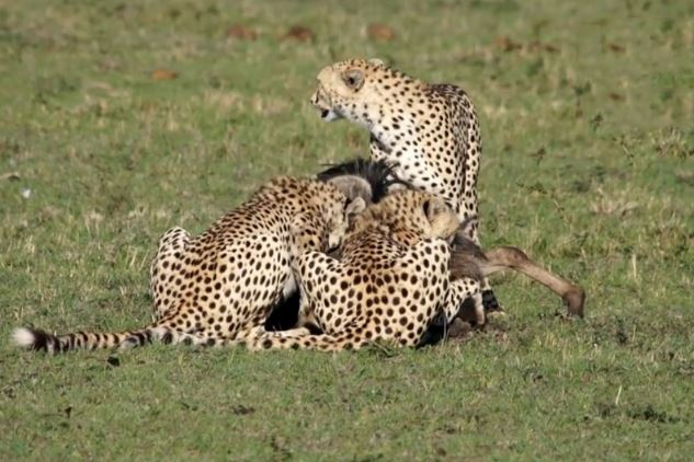 Clip: Linh dương đầu bò tả xung hữu đột giữa 3 con báo săn