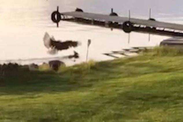 Clip: Đại bàng đầu trắng dìm chết hươu sao để ăn thịt