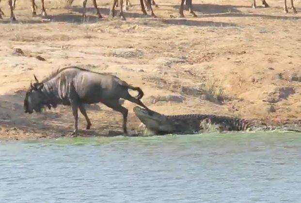 Clip: Hà mã cứu linh dương đầu bò thoát khỏi hàm cá sấu