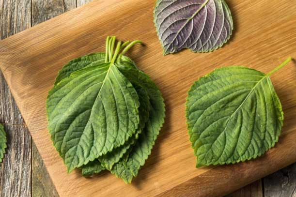 Lấy nắm lá tía tô đun nước uống hàng ngày: Vừa thải độc gan thận, vừa trắng da, giảm cân thần tốc