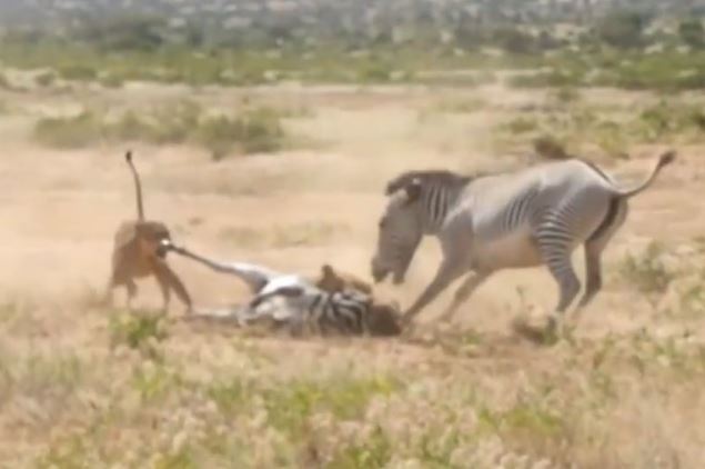 Clip: Con bị bắt, ngựa vằn mẹ liều chết với sư tử