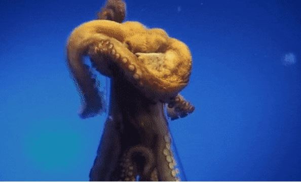 6 sự thật thú vị về các loài động, thực vật khiến bạn phải bất ngờ khi biết