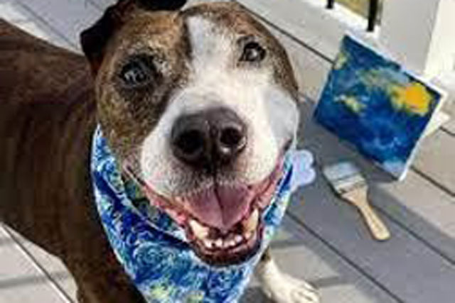 Chú chó biết vẽ tranh