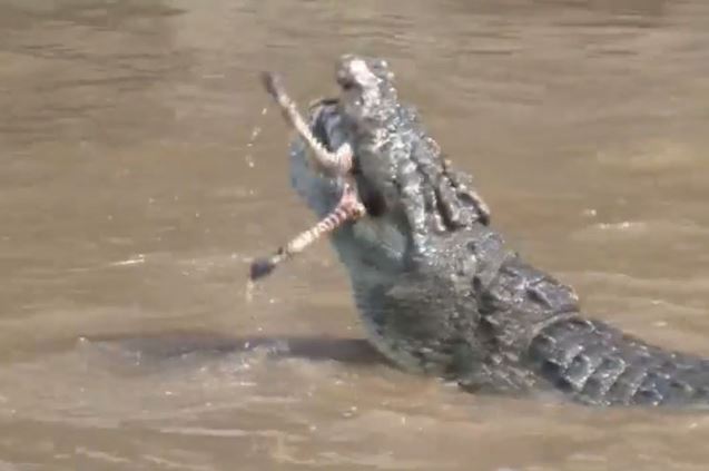 Clip: Cảnh cá sấu xâu xé ngựa vằn con