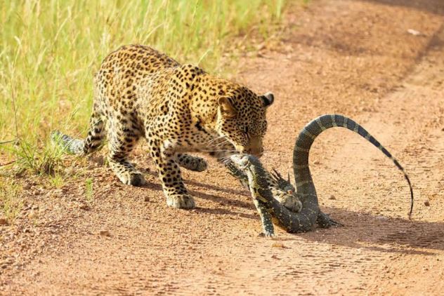 Clip: Kỳ đà dũng cảm chiến đấu với báo hoa mai