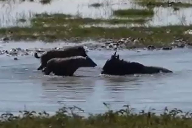 Clip: Linh dương đầu bò kiên cường ác chiến với linh cẩu