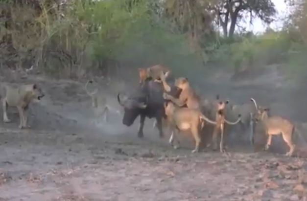 Clip: 12 con sư tử vây bắt trâu rừng