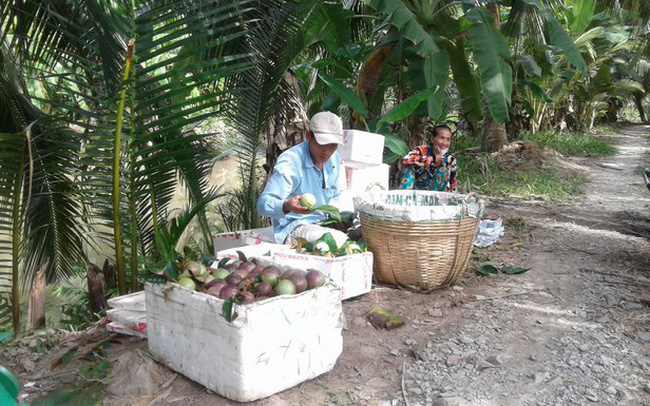 Vú sữa tím Sóc Trăng xuất khẩu sang Mỹ