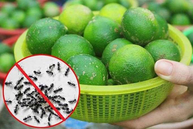 Mẹo diệt kiến hiệu quả không dùng hóa chất