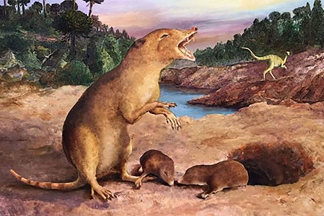 Hình minh họa của Brasilodon quadrangularis - loài động vật có vú 225 triệu năm tuổi.