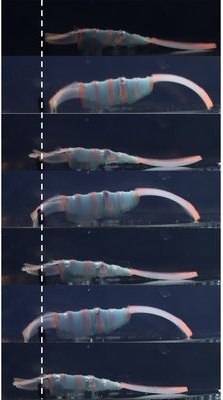New robot does 'the worm' when temperature changes