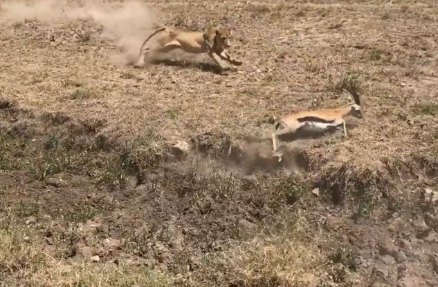 Clip: Linh dương chết thảm vì bị du khách cản đường