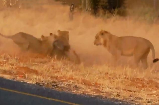 Clip: Thiếu cảnh giác, lợn rừng bị bầy sư tử sát hại