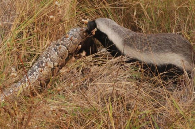 Clip: Trăn khổng lồ bị lửng mật xé xác