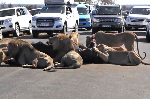 Clip: Sư tử xé xác trâu rừng giữa đường khiến giao thông ách tắc