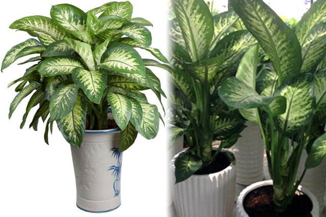 Những loại cây nên trồng giúp cải thiện giấc ngủ