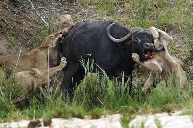 Clip: Trâu rừng dũng mãnh húc thủng ngực sư tử