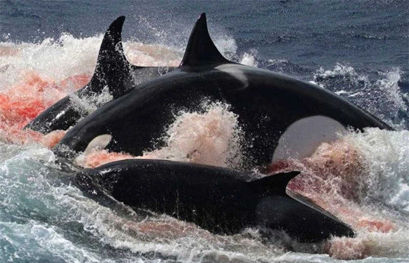 Bầy cá voi sát thủ giết cá voi con.