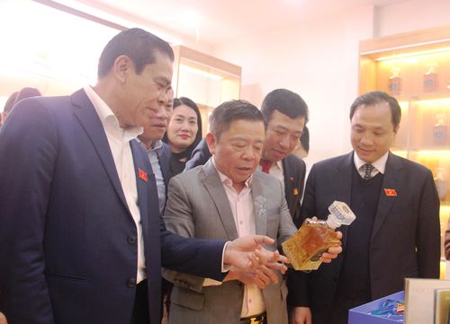 Sâm quý hiếm Ngọc Linh (Võ Kim Đường) xuất hiện tại Hà Tĩnh