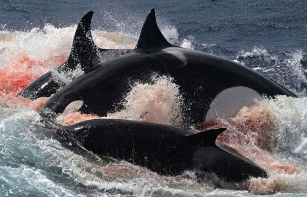 Clip: Cá voi bất lực nhìn con bị cá kình xé xác