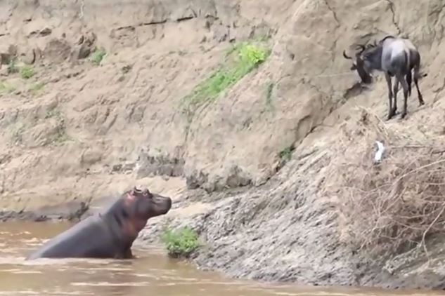 Clip: Linh dương đầu bò suýt chết vì bị hà mã nghi oan