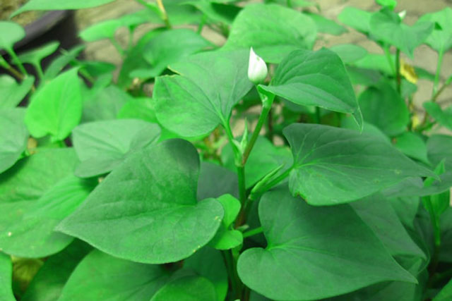 Rau diếp cá trị mụn và ngăn ngừa lão hóa da cùng 3 công thức