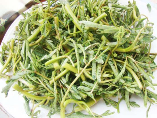 Rau rút 'thần dược' chữa bệnh bạn không biết