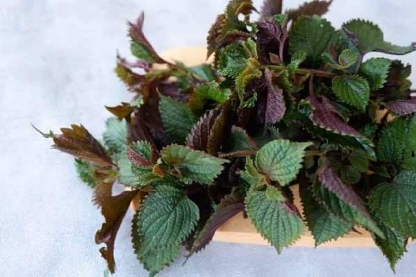 Ăn 1 lá tía tô theo cách này, cả tá bệnh trong người cũng "tẩy sạch", chớ dại mà bỏ phí