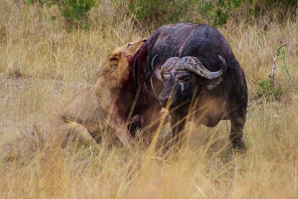 Clip: Sư tử đực bị trâu rừng húc lật ngửa bụng