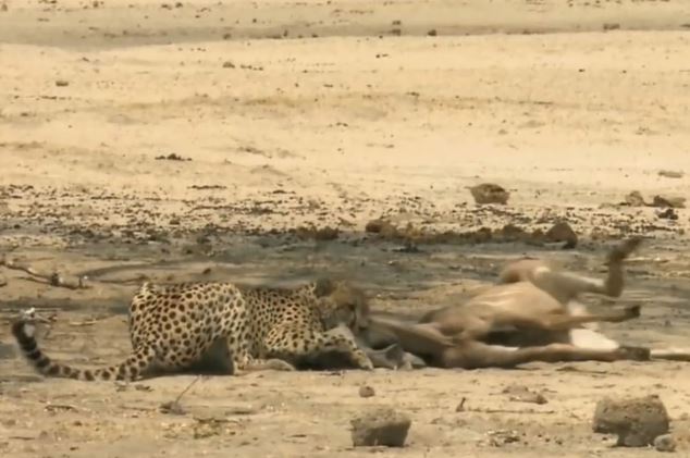 Clip: Báo săn hạ sát linh dương Kudu trong chớp mắt