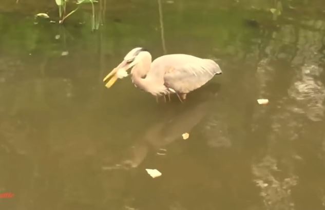 Clip: Diệc xanh thông minh, biết dùng bánh mì câu cá