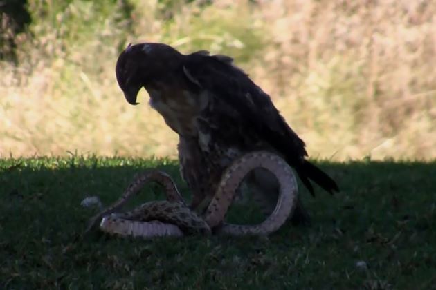 Clip: Đại bàng ác chiến với rắn độc khổng lồ