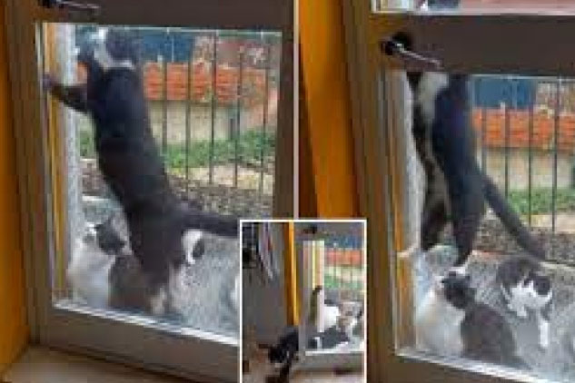 Bị nhốt ở bên ngoài, mèo cưng trổ tài mở cửa giúp cả "băng đảng" vào nhà