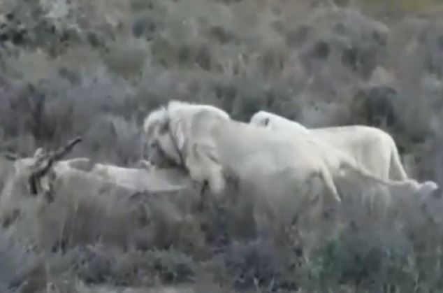 Clip: Bầy sư tử trắng quý hiếm săn linh dương nặng gần 1 tấn