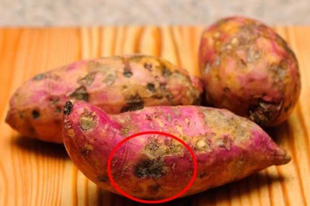 Khoai lang có "điểm lạ" này hãy ném bỏ ngay, còn cố tình ăn đừng hỏi vì sao cơ thể chứa độc