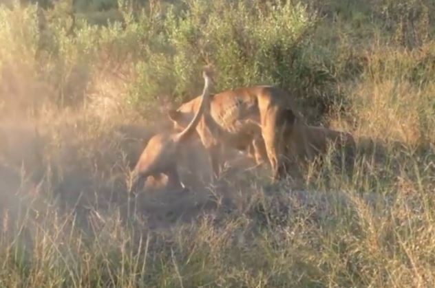 Clip: Bầy sư tử đào hang tiêu diệt lợn rừng