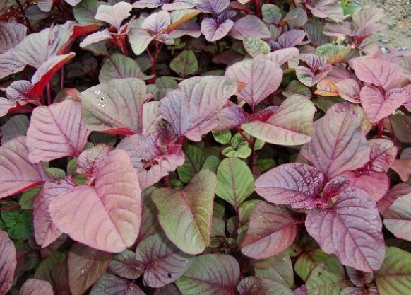 Bất ngờ loại rau ngừa ung thư