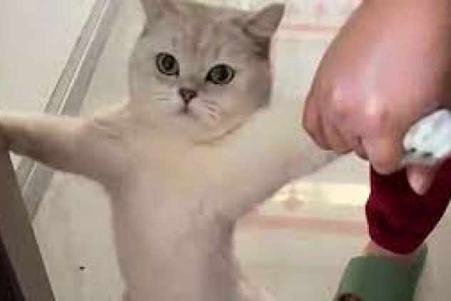 Bật cười với chú mèo bướng bỉnh quyết không chịu ra ngoài trời lạnh