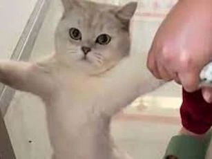 Bật cười với chú mèo bướng bỉnh quyết không chịu ra ngoài trời lạnh