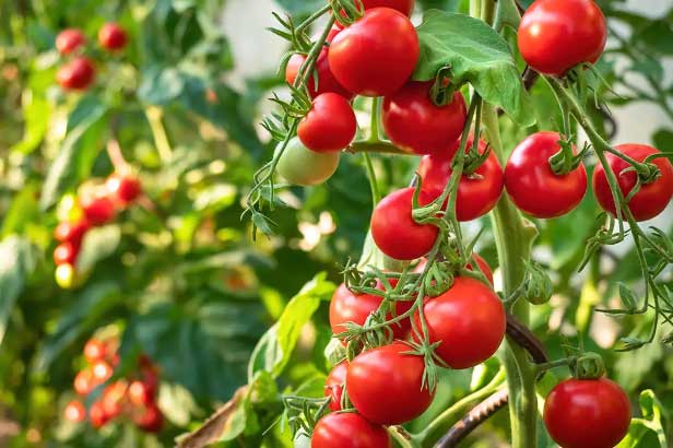 Thực phẩm giúp phái mạnh sung mãn, ngăn ngừa mãn dục hiệu quả