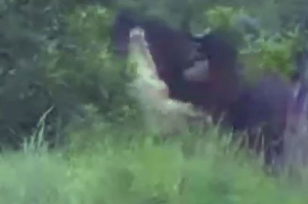 Clip: Cá sấu khổng lồ bị trâu rừng húc văng lên trời